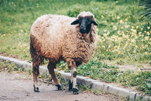 Races de moutons emblématiques du Maroc pour l'Aïd Al-Adha