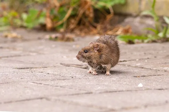 Un ingrédient de cuisine naturel pourrait éloigner les rats, mais les preuves sont mitigées
