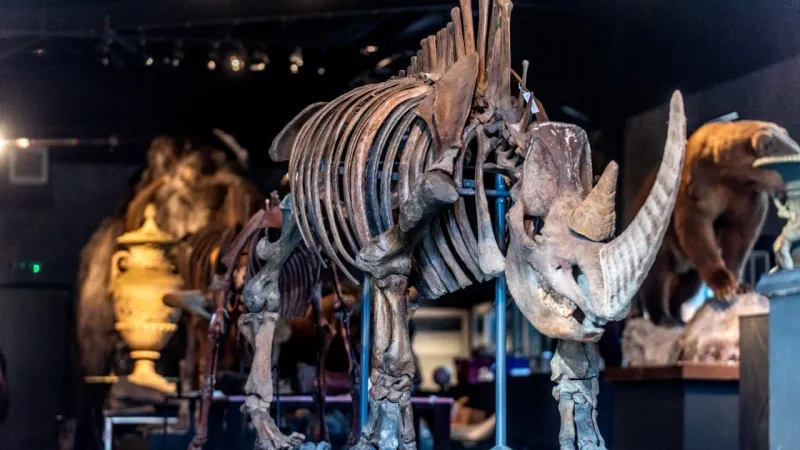 Les Néandertaliens utilisaient des dents de rhinocéros comme outils
