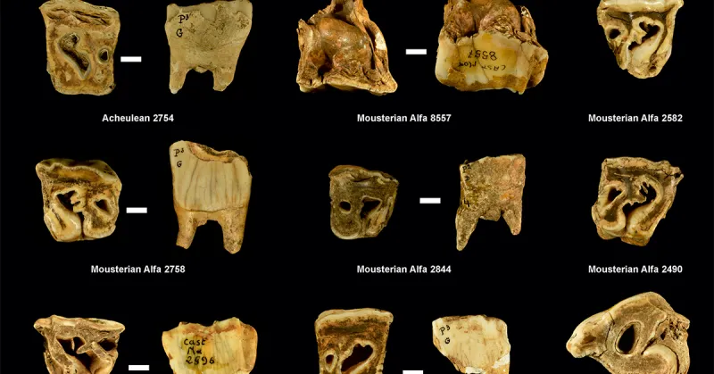 Les Néandertaliens utilisaient des dents de rhinocéros comme outils