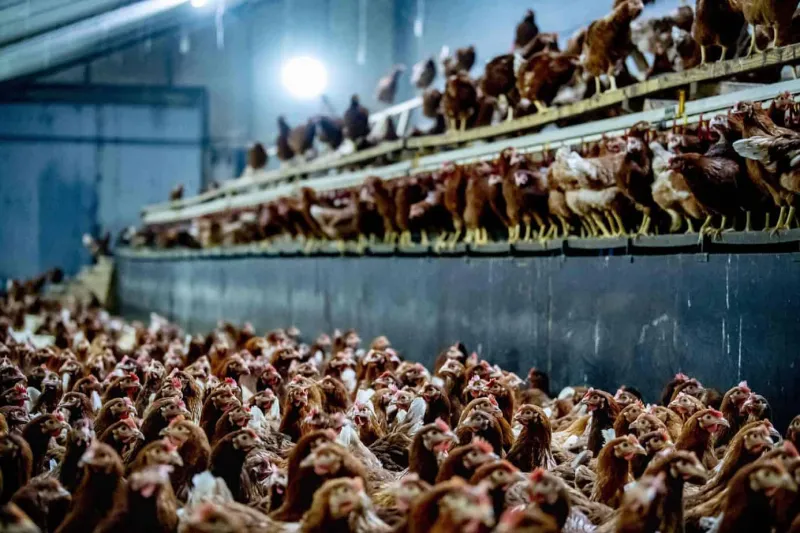 Les Pays-Bas vont vacciner les poulets contre la grippe aviaire