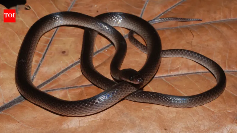 Une nouvelle espèce de serpent nommée d'après Slash