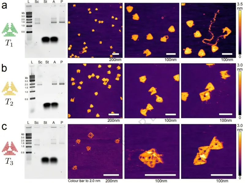 Nouvel outil améliore la fiabilité des nanostructures d'ADN