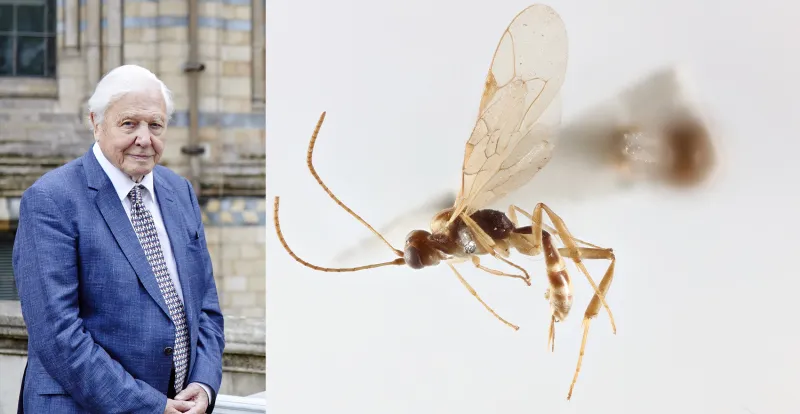 Une nouvelle espèce de guêpe nommée d'après David Attenborough pour son 100e anniversaire