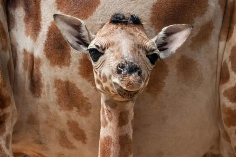 Un girafon nommé d'après la star anglaise Jude Bellingham