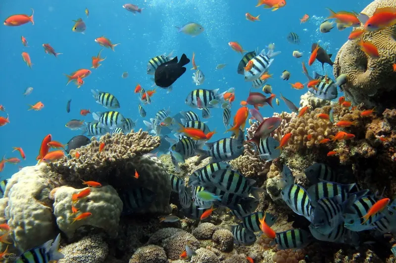 L'acidification des océans réduit les groupes sociaux des poissons