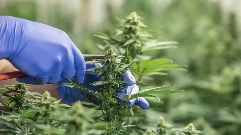 Ora Pharm rachète Helius et devient le plus grand producteur de cannabis médical en NZ