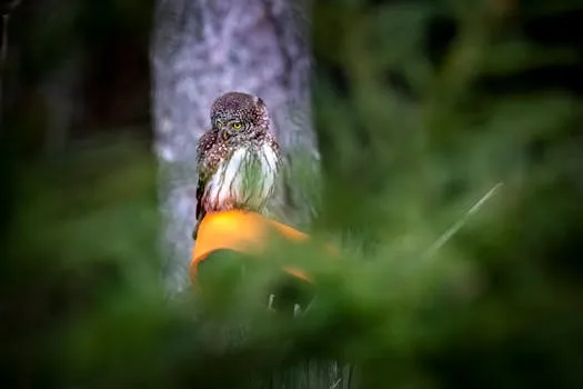 Un hibou retourne chez lui dans la région de qathet après sa guérison