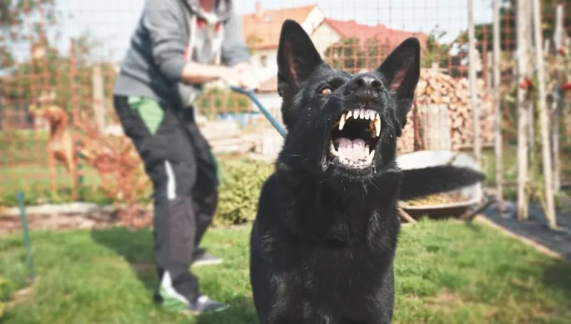 Détention de chiens dangereux : responsabilité légale, sociale et morale