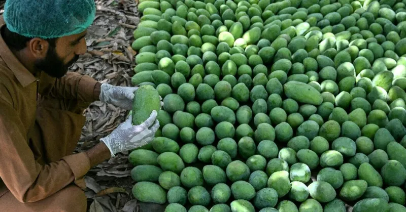 Les exportations de mangues du Pakistan chutent à cause du conflit au Moyen-Orient