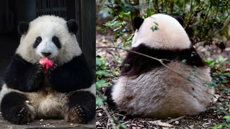 File d'attente pour un panda : 3 heures pour 3 minutes