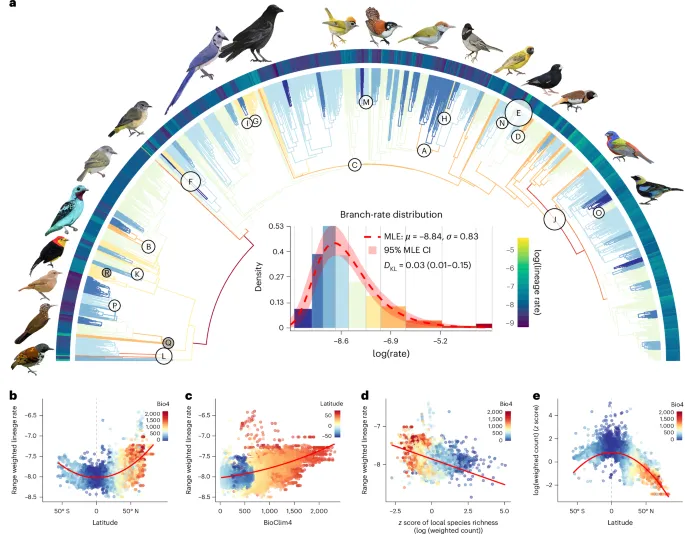 Les taux d'évolution des passereaux varient selon la latitude