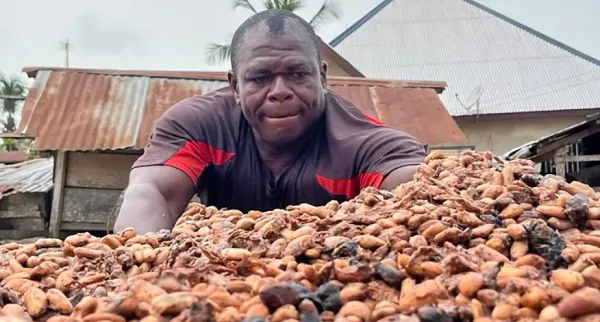 PBC obtient une facilité de 30 millions de GH₵ pour les paiements aux producteurs de cacao