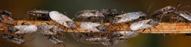 Punaises phytophages menacent les jeunes oliviers au Maroc