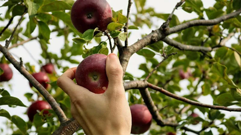 Cueillette de fruits sur le domaine public en NZ : règles et astuces