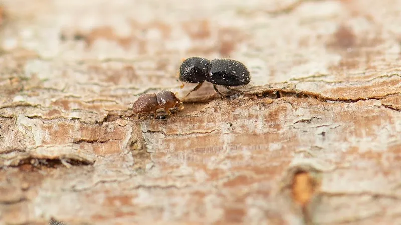 Le scolyte polyphage menace les arbres urbains en Australie