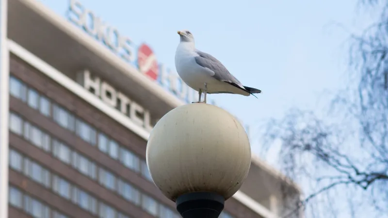 Bonnet à pompon suggéré contre les mouettes en Estonie