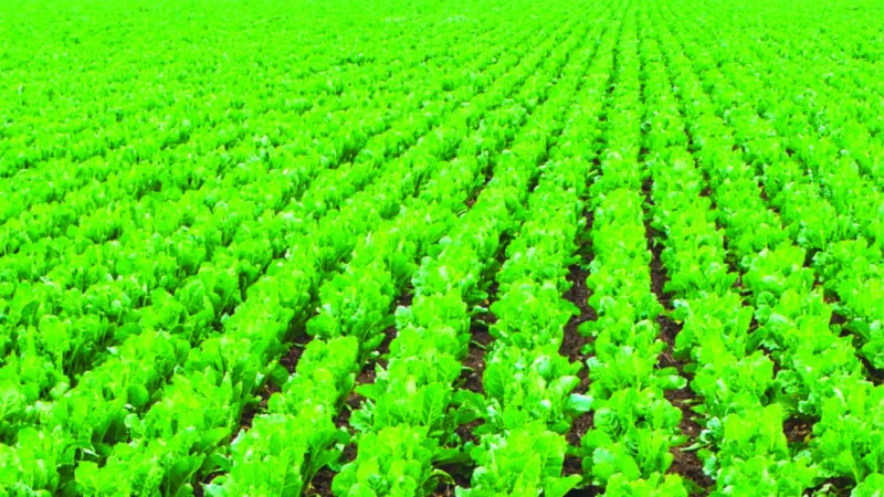 Le stockage post-récolte freine le Plan Maroc Vert