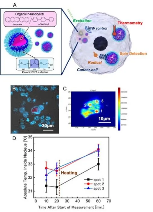 Nanosenseurs quantiques cartographient la chaleur dans les cellules cancéreuses