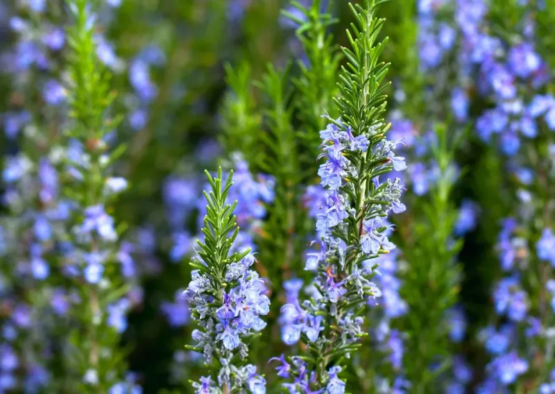 Maroc : Les pluies ravivent les plantes aromatiques sauvages après la sécheresse