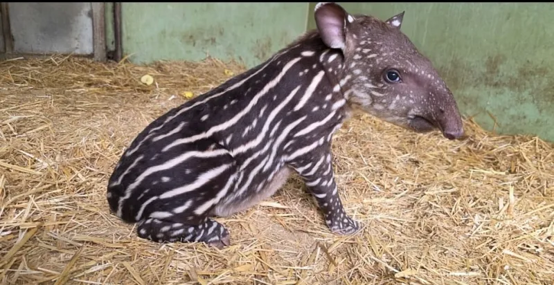 Naissance rare d'un tapir au zoo de Casablanca, une première au Maroc