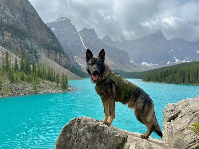 Chien policier de la GRC blessé lors d'une poursuite à High River