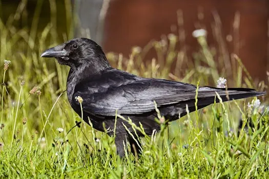 Les corbeaux téméraires près des humains paient un lourd tribut
