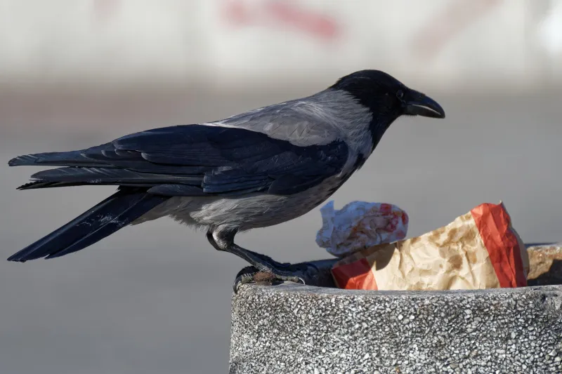 La RSPCA appelle aux ramassages de déchets face à la hausse des animaux blessés