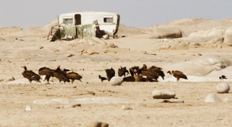 Les charognards, acteurs clés de l'écosystème côtier namibien