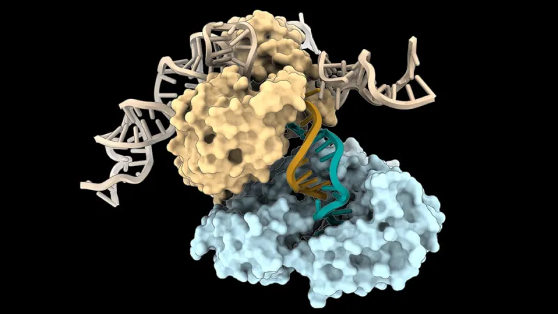 Découverte d'une nouvelle méthode de synthèse de l'ADN sans modèle