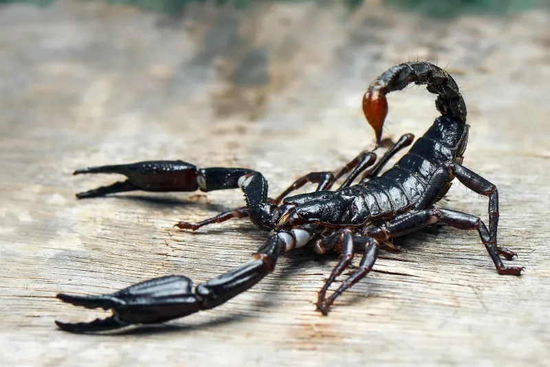 Les dards de scorpion renforcés au zinc et au fer