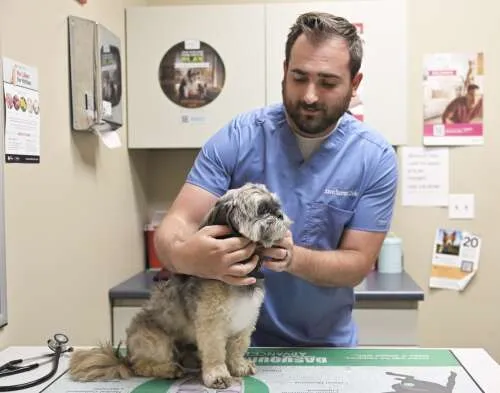 Risque de ver charnu faible pour les animaux de banlieue