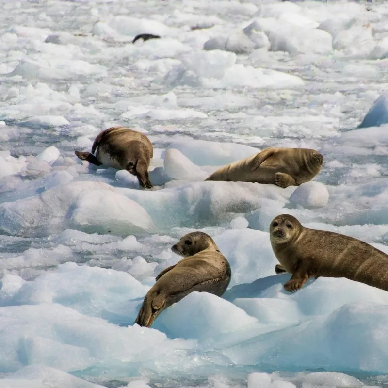 Croisière Seabourn en Alaska : 11 558 $ pour deux