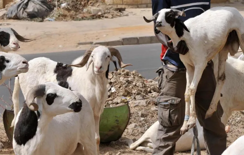 Sénégal : la Tabaski 2026 fixée au 28 mai
