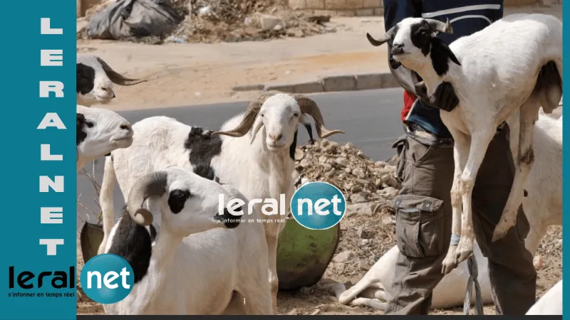 Sénégal fixe la Tabaski 2026 au 28 mai, Maroc au 27 mai