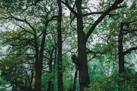 Sept arbres seront abattus au parc Ritter