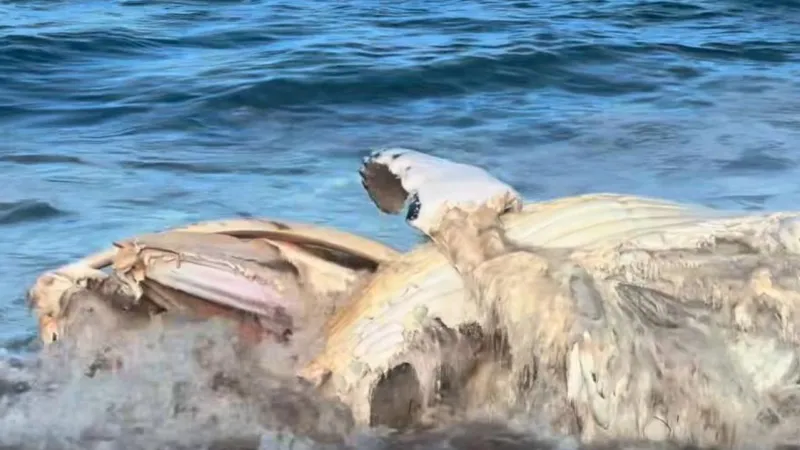 Alerte requin après carcasse de baleine à Bells Beach