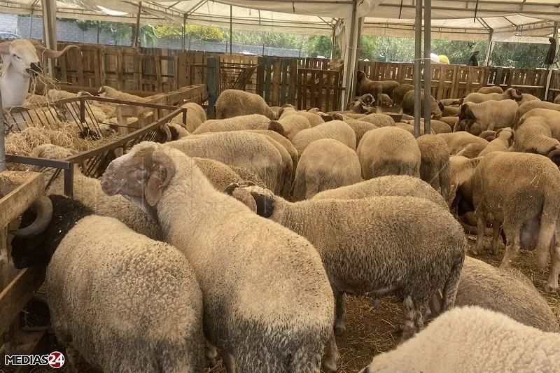 Flambée de la viande ovine approchant les 200 DH/kg au Maroc