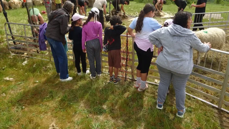 La tonte des brebis sur le mont St-Cyr fascine petits et grands