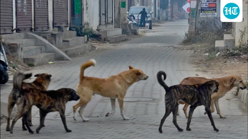 Six-month-old loses finger in stray dog attack at Junnar tehsil office