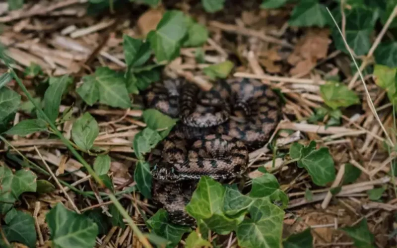 Morsure de serpent envoie un jeune à l'hôpital à Tinghir