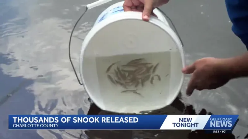 Libération de snooks au parc environnemental Tippecanoe