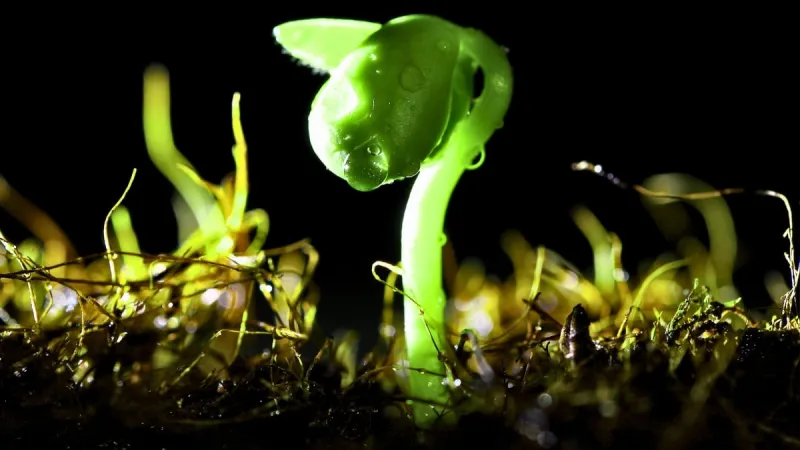 Les microbes du sol pourraient influencer les précipitations via les aérosols