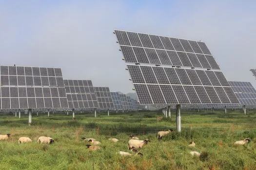 Ferme solaire stimule l'élevage ovin à Orangeburg