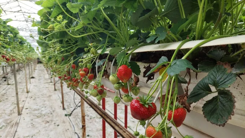 La saison des fraises décolle après un démarrage tardif