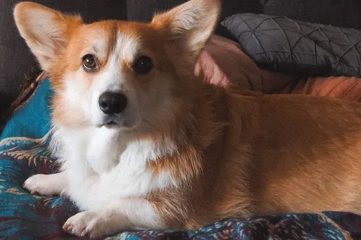 Le doux corgi Louis cherche un foyer calme après son retour au refuge