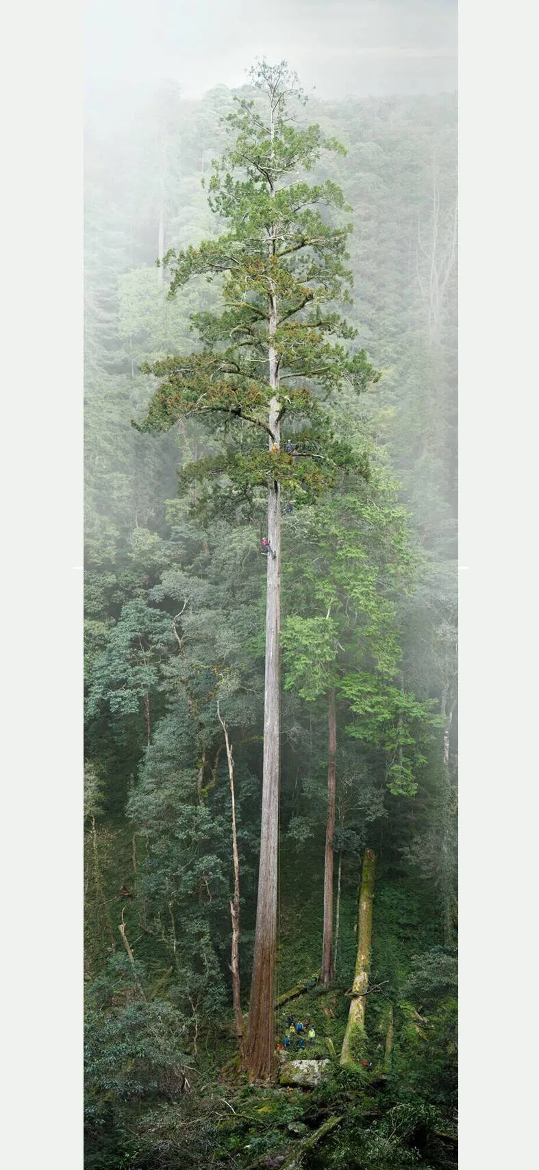 Les arbres anciens de Taïwan menacés par l'exploitation forestière