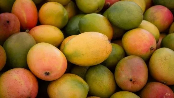 TCDA fixe le prix de la mangue à GH¢5,22/kg pour la saison 2026