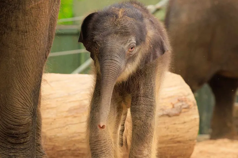 Un zoo du Texas accueille deux bébés éléphants