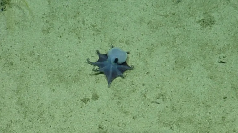 Une petite pieuvre bleue découverte dans les abysses